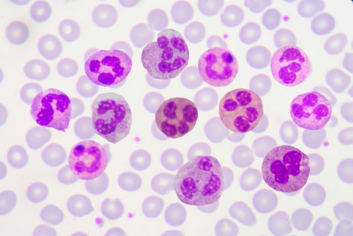 Neutrophils absolute function high low contents blood